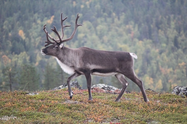 Reindeer
