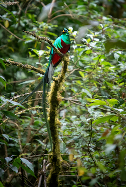 Resplendent Quetzal