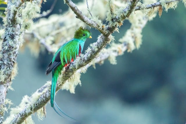 Resplendent Quetzal