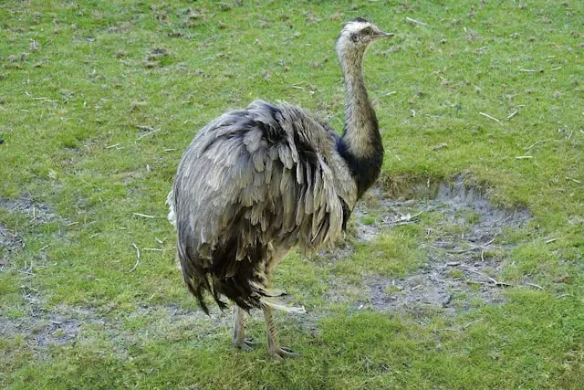 Ñandú
