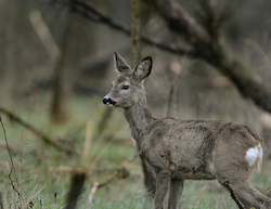 Roe Deer