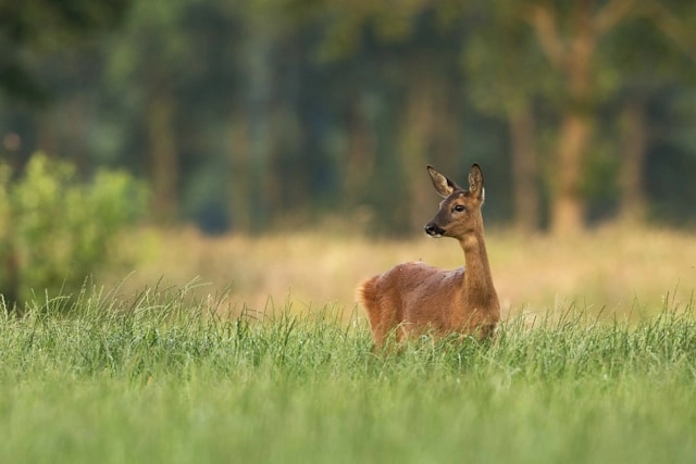 Roe Deer