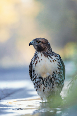 Saker Falcon