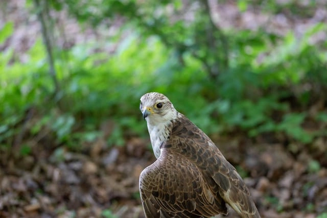 Saker Falcon