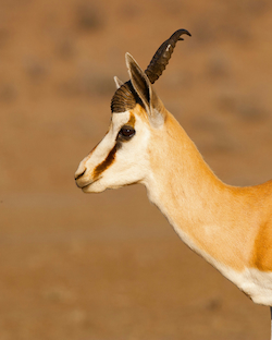Sand Gazelle
