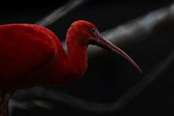 Ibis escarlata