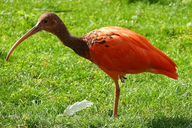 Ibis escarlata