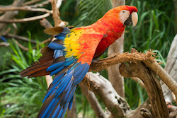 Scarlet Macaw