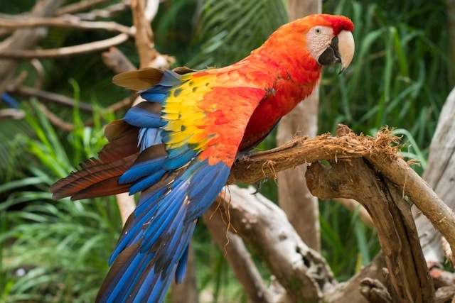 Guacamayo escarlata