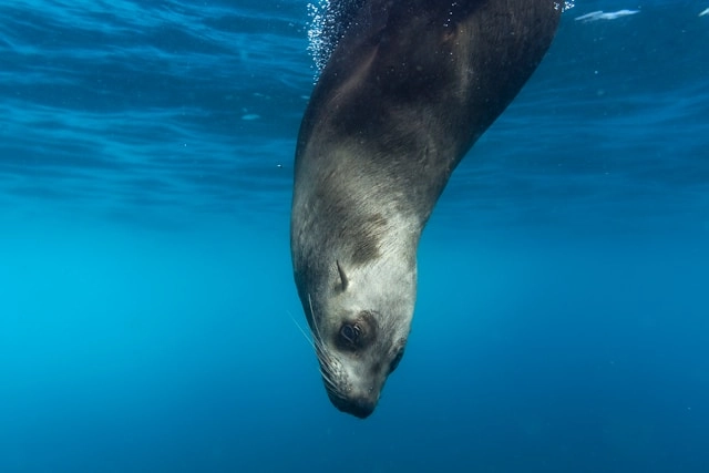 Sea Lion