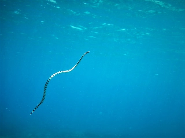 Serpiente Marina