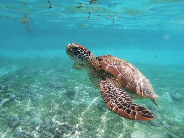 Tortuga marina
