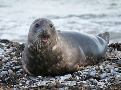 Foca