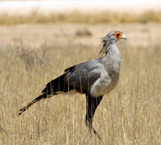 Secretary Bird