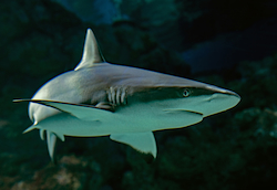 Tiburón
