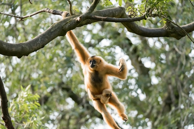 Siamang