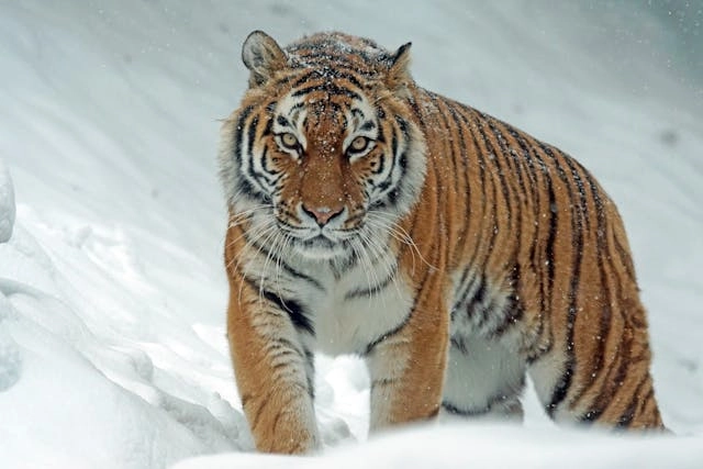 Tigre siberiano