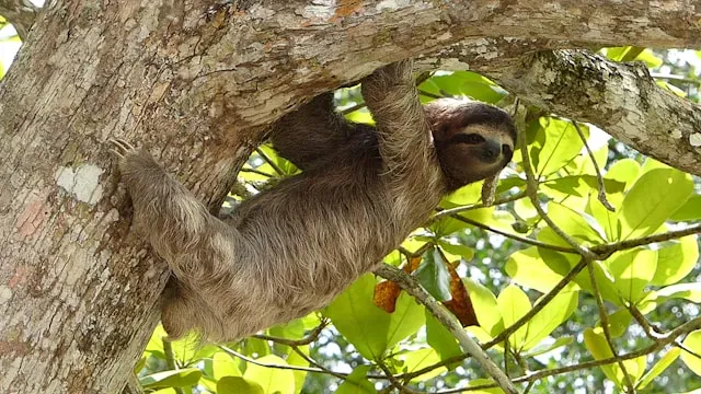 Sloth