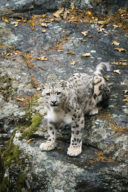 Snow Leopard