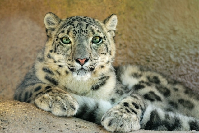 Leopardo De Las Nieves