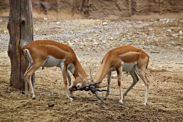 Soemmerring's Gazelle