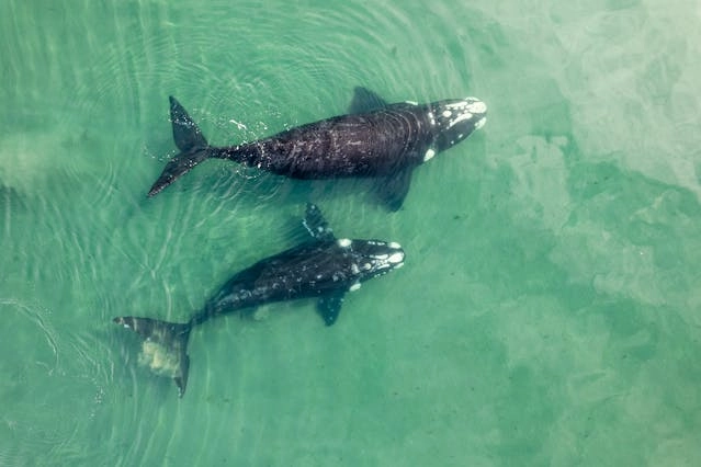 Ballena franca austral