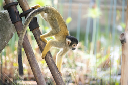 Spider Monkey