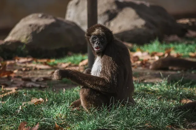 Spider Monkey
