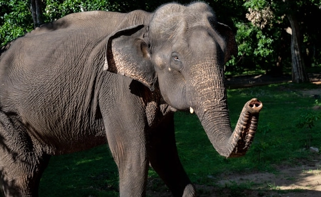Sri Lankan Elephant