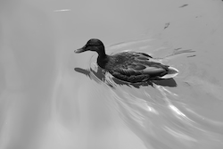Pato Vapor