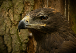Steppe Eagle