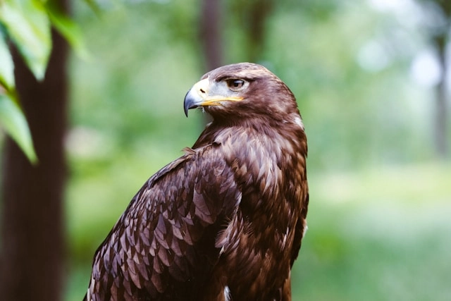 Águila esteparia
