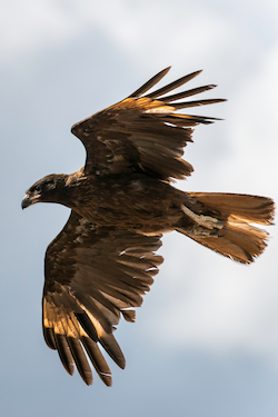 Caracara Estriada