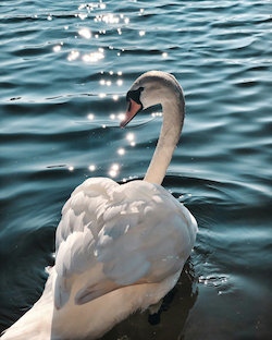 Cisne