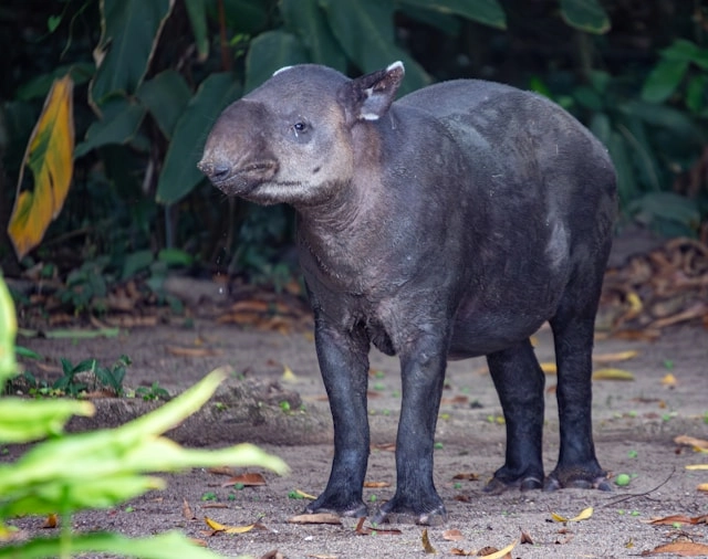 Tapir