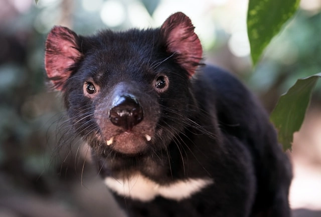 Demonio De Tasmania
