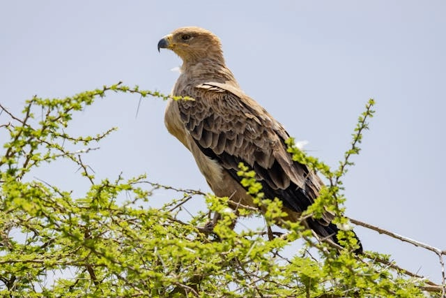 Águila parda
