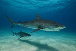 Tiger Shark