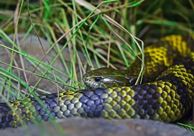 Serpiente Tigre