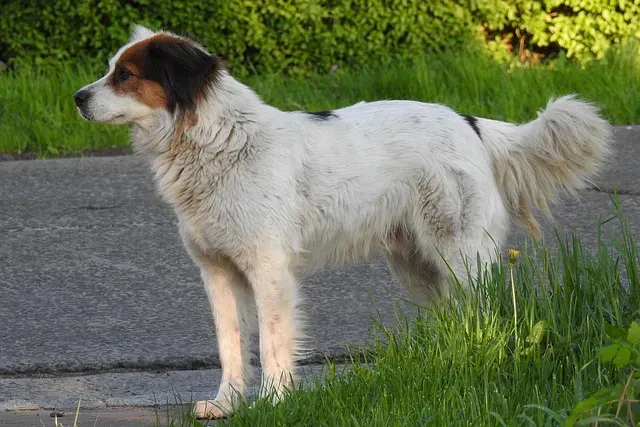 Tornjak