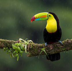 Toucan