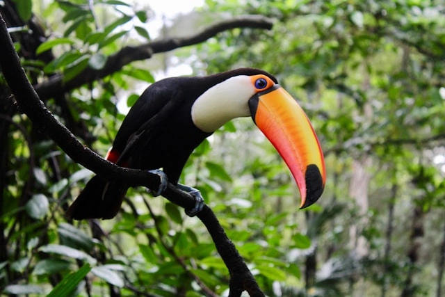 Toucan
