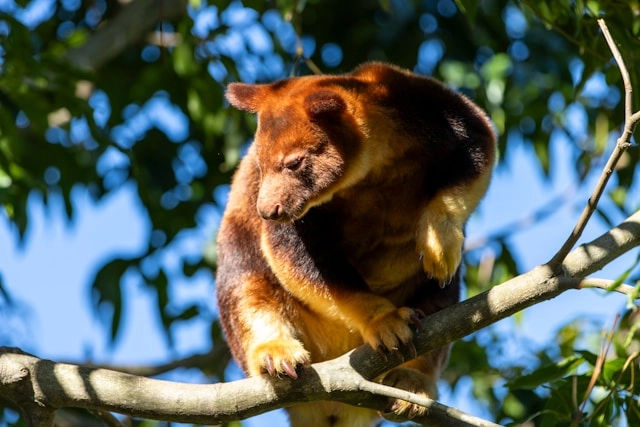Canguro Arborícola