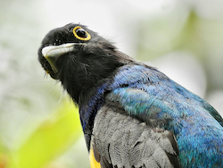 Trogon