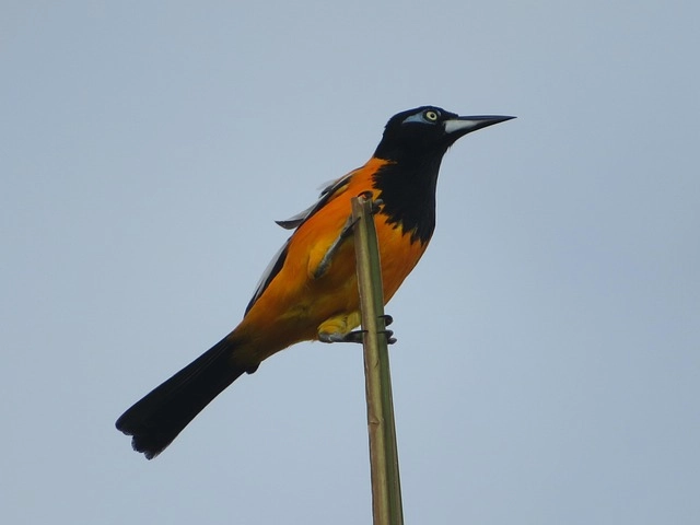 Turpial