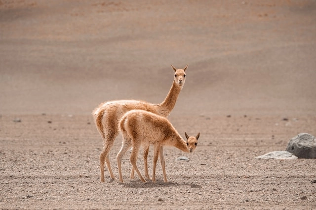 Vicuña