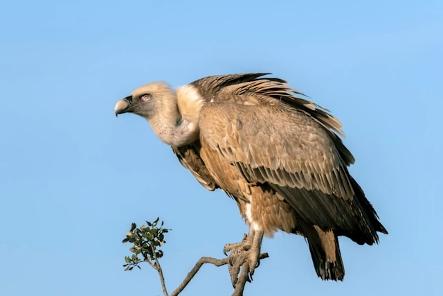 Vulture