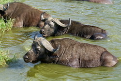 Búfalo de agua