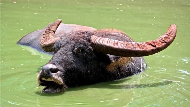 Water Buffalo