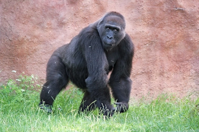 Western Lowland Gorilla